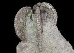 Beautiful Jimbacrinus Crinoid Fossil - Australia #68354-4
